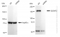 KD-Validated Anti-IQGAP2 Rabbit Monoclonal Antibody