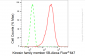 KD-Validated Anti-Kinesin family member 5B Rabbit Monoclonal Antibody