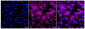 KD-Validated Anti-Kinesin family member 5B Rabbit Monoclonal Antibody