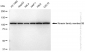KD-Validated Anti-Kinesin family member 5B Rabbit Monoclonal Antibody