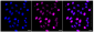 KD-Validated Anti-Kinesin family member 23 Rabbit Monoclonal Antibody