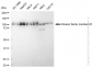 KD-Validated Anti-Kinesin family member 23 Rabbit Monoclonal Antibody