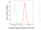 KD-Validated Anti-cleaved Caspase-9 Rabbit Monoclonal Antibody