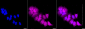 KD-Validated Anti-cleaved Caspase-9 Rabbit Monoclonal Antibody