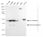KD-Validated Anti-cleaved Caspase-9 Rabbit Monoclonal Antibody