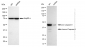 KD-Validated Anti-cleaved Caspase-9 Rabbit Monoclonal Antibody