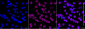 KD-Validated Anti-Ubiquitin Specific Peptidase 11 Rabbit Monoclonal Antibody