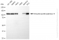 KD-Validated Anti-Ubiquitin Specific Peptidase 11 Rabbit Monoclonal Antibody