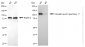 KD-Validated Anti-Ubiquitin Specific Peptidase 11 Rabbit Monoclonal Antibody