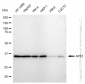 KD-Validated Anti-APE1 Rabbit Monoclonal Antibody