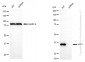 KD-Validated Anti-APE1 Rabbit Monoclonal Antibody