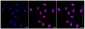 KD-Validated Anti-Nudix hydrolase 1 Rabbit Monoclonal Antibody