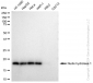 KD-Validated Anti-Nudix hydrolase 1 Rabbit Monoclonal Antibody