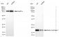 KD-Validated Anti-Nudix hydrolase 1 Rabbit Monoclonal Antibody