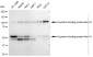 KD-Validated Anti-Oxysterol binding protein like 1A Rabbit Monoclonal Antibody