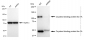 KD-Validated Anti-Oxysterol binding protein like 1A Rabbit Monoclonal Antibody