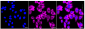 KD-Validated Anti-Phospho-Glycogen synthase 1 (S641) Rabbit Monoclonal Antibody