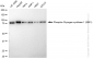 KD-Validated Anti-Phospho-Glycogen synthase 1 (S641) Rabbit Monoclonal Antibody