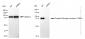 KD-Validated Anti-Phospho-Glycogen synthase 1 (S641) Rabbit Monoclonal Antibody