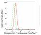 KD-Validated Anti-Phospho-Src (Y419) Rabbit Monoclonal Antibody