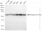 KD-Validated Anti-Phospho-Src (Y419) Rabbit Monoclonal Antibody