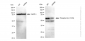 KD-Validated Anti-Phospho-Src (Y419) Rabbit Monoclonal Antibody
