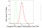 KD-Validated Anti-Phospho-PKC alpha (T638) Rabbit Monoclonal Antibody