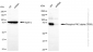 KD-Validated Anti-Phospho-PKC alpha (T638) Rabbit Monoclonal Antibody