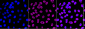 KD-Validated Anti-KHDRBS1 Rabbit Monoclonal Antibody