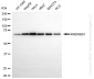 KD-Validated Anti-KHDRBS1 Rabbit Monoclonal Antibody