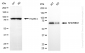 KD-Validated Anti-KHDRBS1 Rabbit Monoclonal Antibody