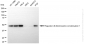 KD-Validated Anti-Regulator Of Chromosome Condensation 1 Rabbit Monoclonal Antibody