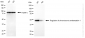 KD-Validated Anti-Regulator Of Chromosome Condensation 1 Rabbit Monoclonal Antibody