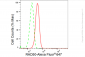 KD-Validated Anti-RAD50 Rabbit Monoclonal Antibody