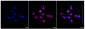 KD-Validated Anti-RAD50 Rabbit Monoclonal Antibody