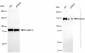 KD-Validated Anti-RAD50 Rabbit Monoclonal Antibody