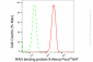 KD-Validated Anti-RAN binding protein 9 Rabbit Monoclonal Antibody