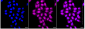 KD-Validated Anti-RAN binding protein 9 Rabbit Monoclonal Antibody