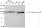KD-Validated Anti-RAN binding protein 9 Rabbit Monoclonal Antibody