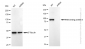 KD-Validated Anti-RAN binding protein 9 Rabbit Monoclonal Antibody