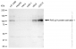 KD-Validated Anti-RAS p21 protein activator 1 Rabbit Monoclonal Antibody