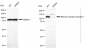 KD-Validated Anti-RAS p21 protein activator 1 Rabbit Monoclonal Antibody
