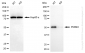 KD-Validated Anti-PSMD4 Rabbit Monoclonal Antibody