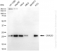 KD-Validated Anti-CRADD Rabbit Monoclonal Antibody