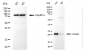 KD-Validated Anti-CRADD Rabbit Monoclonal Antibody