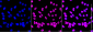 KD-Validated Anti-KHDRBS1 Rabbit Monoclonal Antibody
