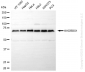 KD-Validated Anti-KHDRBS1 Rabbit Monoclonal Antibody