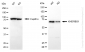 KD-Validated Anti-KHDRBS1 Rabbit Monoclonal Antibody