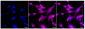 KD-Validated Anti-Phospho-Smad2 (S250) Rabbit Monoclonal Antibody