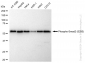 KD-Validated Anti-Phospho-Smad2 (S250) Rabbit Monoclonal Antibody